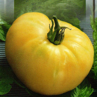 Tomato seeds «White cherry» 