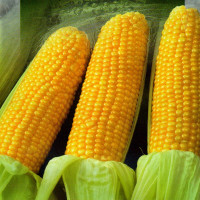 Corn seeds «Golden cob»