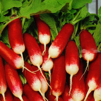 Radishes seeds «Lady fingers»