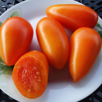 Семена томата «Елисей»