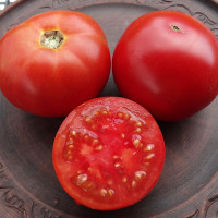 Tomato seeds «Turgay» 