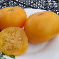 Tomato seeds «Yellow marmalade» 