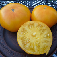 Tomato seeds «Kazakhstan yellow» 