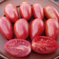 Насіння томату «Веселка №16»