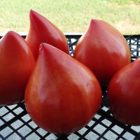 Насіння томату «Сосок Венери»