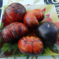 Насіння томату «Королева ночі»