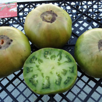 Tomato seeds «Jackass Green Dwarf» 