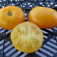 Насіння томату «Жовті бичачі кульки»