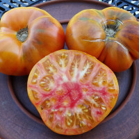 Семена томата «Линия синего ананаса»