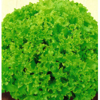 Насіння салату латук