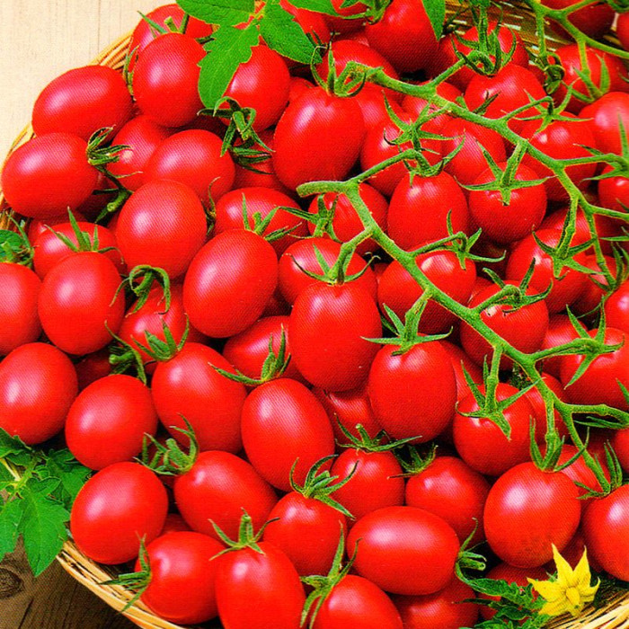Tomato seeds «Rosalita» 