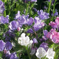 Насіння ехіуму низькорослого «Блакитна Майя»