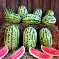 Watermelon seeds «Klondike»