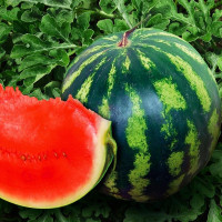 Семена арбуза «Холодок»