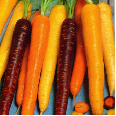 Carrot seeds «Colored mix»