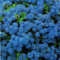 Семена агератума «Синяя норка»