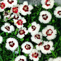 Carnation сhinese seeds «Merry»