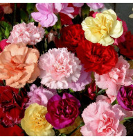 Carnation seeds «Shabo» (mix)