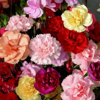 Carnation seeds «Shabo» (mix)