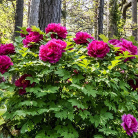 Семена пиона древовидного малинового