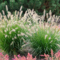 Chinese pennisetum seeds