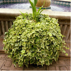 European ivy seeds