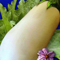 Насіння баклажану «Бібо» F1