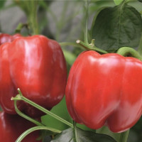 Sweet pepper seeds «Gull» F1