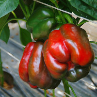 Sweet pepper seeds «Cruzader» F1