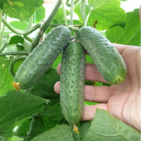 Cucumber seeds «Rubinstein» F1