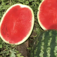 Насіння кавуна «Турбо 840» F1