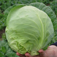 Cabbage seeds «Bolikor» F1