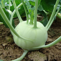 Kohlrabi seeds «Kref» F1