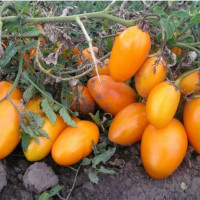Насіння томату «Медова бочка»