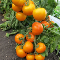 Tomato seeds «Golden Mother-in-Law» 