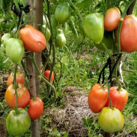 Семена томата ««Уши осла»