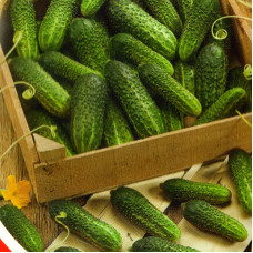 Cucumber seeds «Cossack Hundred» F1