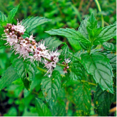 Mint seeds «Mint spice»