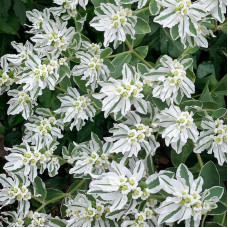 Whitemargined spurge seeds «Early Snow»