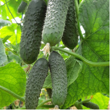 Cucumber seeds «Elitor» F1