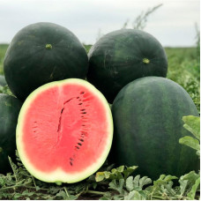 Watermelon seeds «Lahat» F1