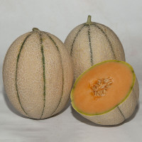 Насіння дині «Массімо» F1