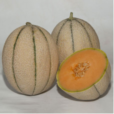 Melon seeds «Massimo» F1