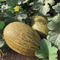 Семена дыни «Макабео» F1