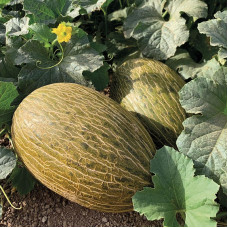 Melon seeds «Macabeo» F1