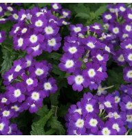 Verbena hybrid seeds «Amethyst»