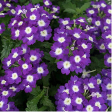 Verbena hybrid seeds «Amethyst»