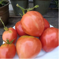 Tomato seeds «Fatima» 