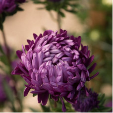 Aster seeds «Bouquet purple»