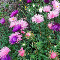 Aster seeds «Artistic mix»